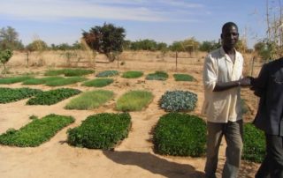 Gemüsezucht in Basalogho