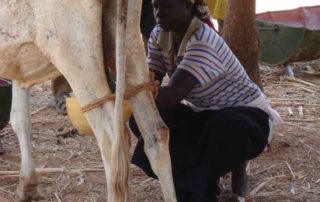 Rinderzucht in Boala